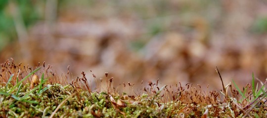 Woodland floor covered with moss