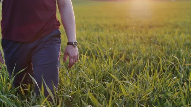 Close-up of lovers taking each other by the hand. Man and woman walk in long grass at sunset. Slow mo, steadicam shot.