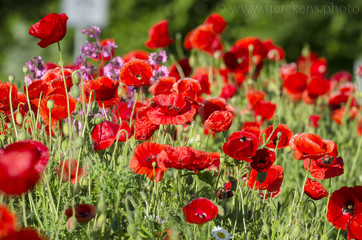 Fototapeta premium Mohnblumen - Kornblumen - Sommerzeit