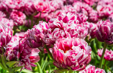 Striped tulips background. Blooming pink and white tulips. Big buds of multicoloured tulips. Floral natural backdrop. Colorful tulips in the Keukenhof garden, Netherlands. Unusual flowers.