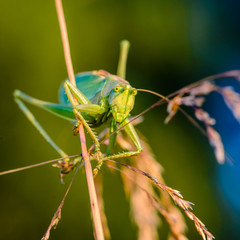 The singing grasshopper looking at camera