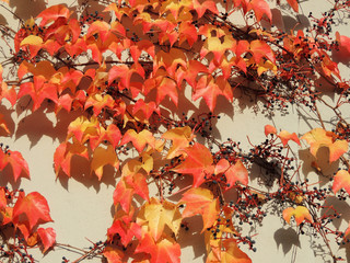 Parthenocissus tricuspidata (Parthenocissus tricuspidata), or grape hederacea