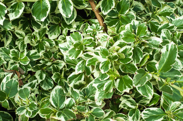 Hedgerow background in the summertime.