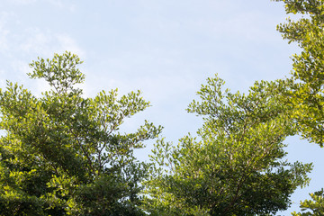 group of green leaf and sky,cloud and blue sky,green leaf from garden,green leaf make oxygen