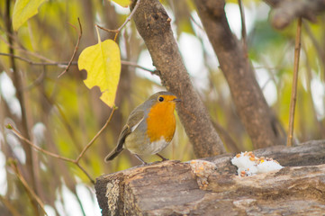 Closeup of robin on a tree. Robin to the manger. Pettirosso su ramo di un albero, pettirosso alla mangiatoia