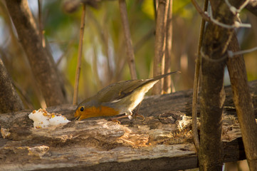 Closeup of robin on a tree. Robin to the manger. Pettirosso su ramo di un albero, pettirosso alla mangiatoia