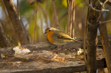 Closeup of robin on a tree. Robin to the manger. Pettirosso su ramo di un albero, pettirosso alla...
