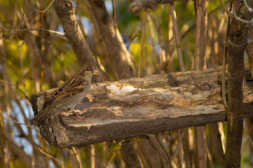 sparrow and titmouse on a branch of tree at the manger. Passero e cinciallegra su ramo di un albero alla mangiatoia