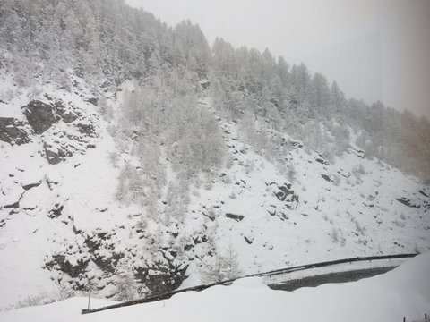 Bosque nevando