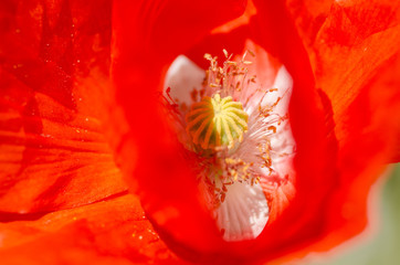 Fototapeta premium Mohnblumen - Kornblumen - Sommerzeit