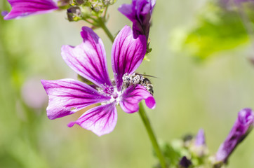 Mohnblumen - Kornblumen - Sommerzeit