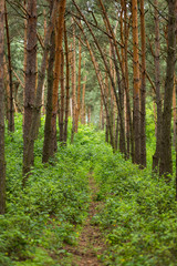 Spring forest, pine, pine forest, the green grass