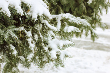 Snow-covered tree branch.