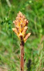Sommerwurz (Orobanche)