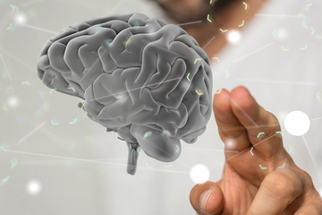 brain