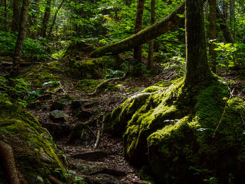 hiking trail through deep forest interior