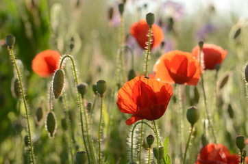 Obraz premium Mohnblumen - Kornblumen - Sommerzeit