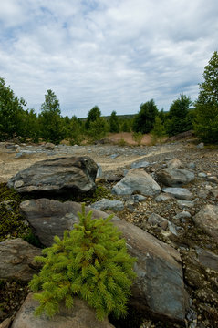 rocky landscape with small pine tree in foreground
