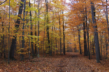 Obraz premium Autumn Woods