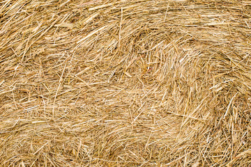 Hay bales texture background. Straw rolls