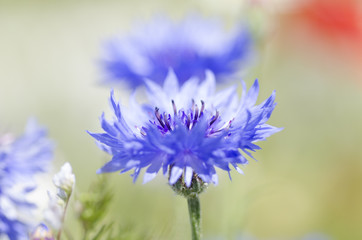 Mohnblumen - Kornblumen - Sommerzeit