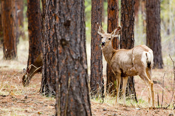Mule Deer in the Pike National Forest