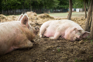 Pigs are resting in a sanctuary for freed animals