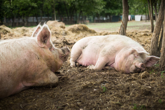 Pigs are resting in a sanctuary for freed animals