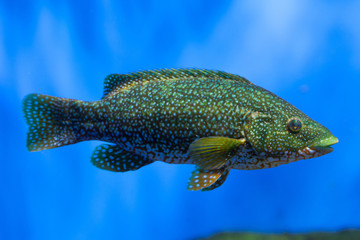 Fototapeta premium Ballan wrasse (Labrus bergylta).