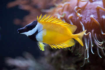Foxface rabbitfish (Siganus vulpinus).