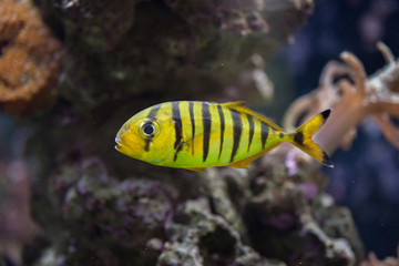 Golden trevally (Gnathanodon speciosus).