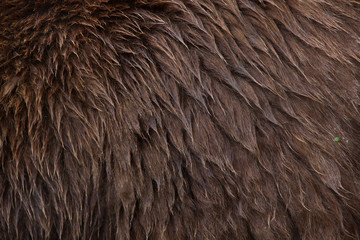 Fototapeta premium Mainland grizzly (Ursus arctos horribilis). Skin texture.