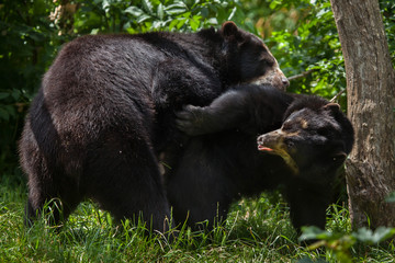 Obraz na płótnie Canvas Spectacled bear (Tremarctos ornatus)