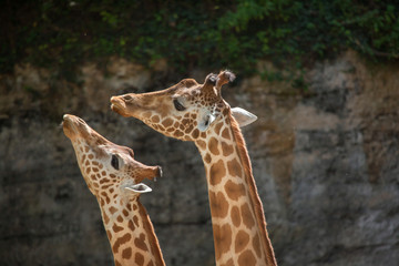 Kordofan giraffe (Giraffa camelopardalis antiquorum)
