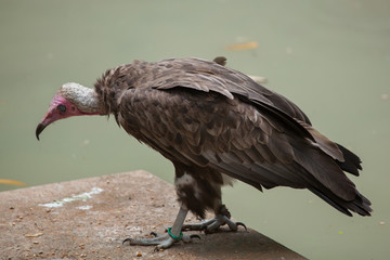 Hooded vulture (Necrosyrtes monachus).