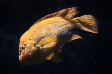 Midas cichlid (Amphilophus citrinellus).