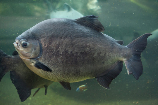 Tambaqui (Colossoma macropomum), also known as the giant pacu.