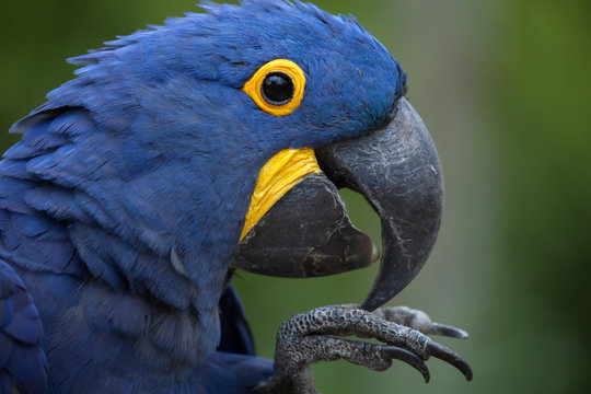Fototapeta Hyacinth macaw (Anodorhynchus hyacinthinus).