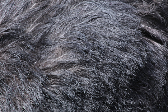 Ostrich (Struthio camelus) plumage texture.