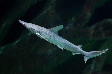 Fototapeta premium Bonnethead shark (Sphyrna tiburo)