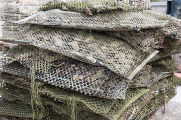 Oysters in metal bags on a farm summer