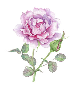 Watercolor pink rose with bud
