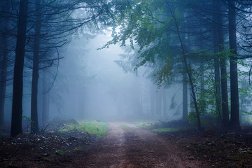 Fototapeta premium Misty Forest in Autumn Time