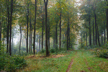 Forest in Autumn Time