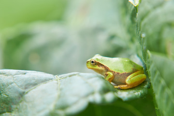 ニホンアマガエル　茄子の葉　横向き