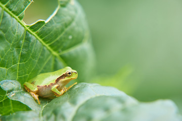 アマガエル　右向き　葉