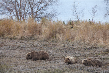 Brown bear on the shore of Kurile Lake