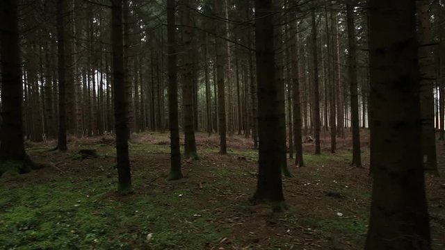sideways steadicam shot through the forest