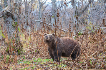 Brown bear on the shore of Kurile Lake