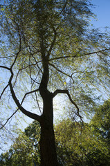 Weeping Willow Ground View Vertical